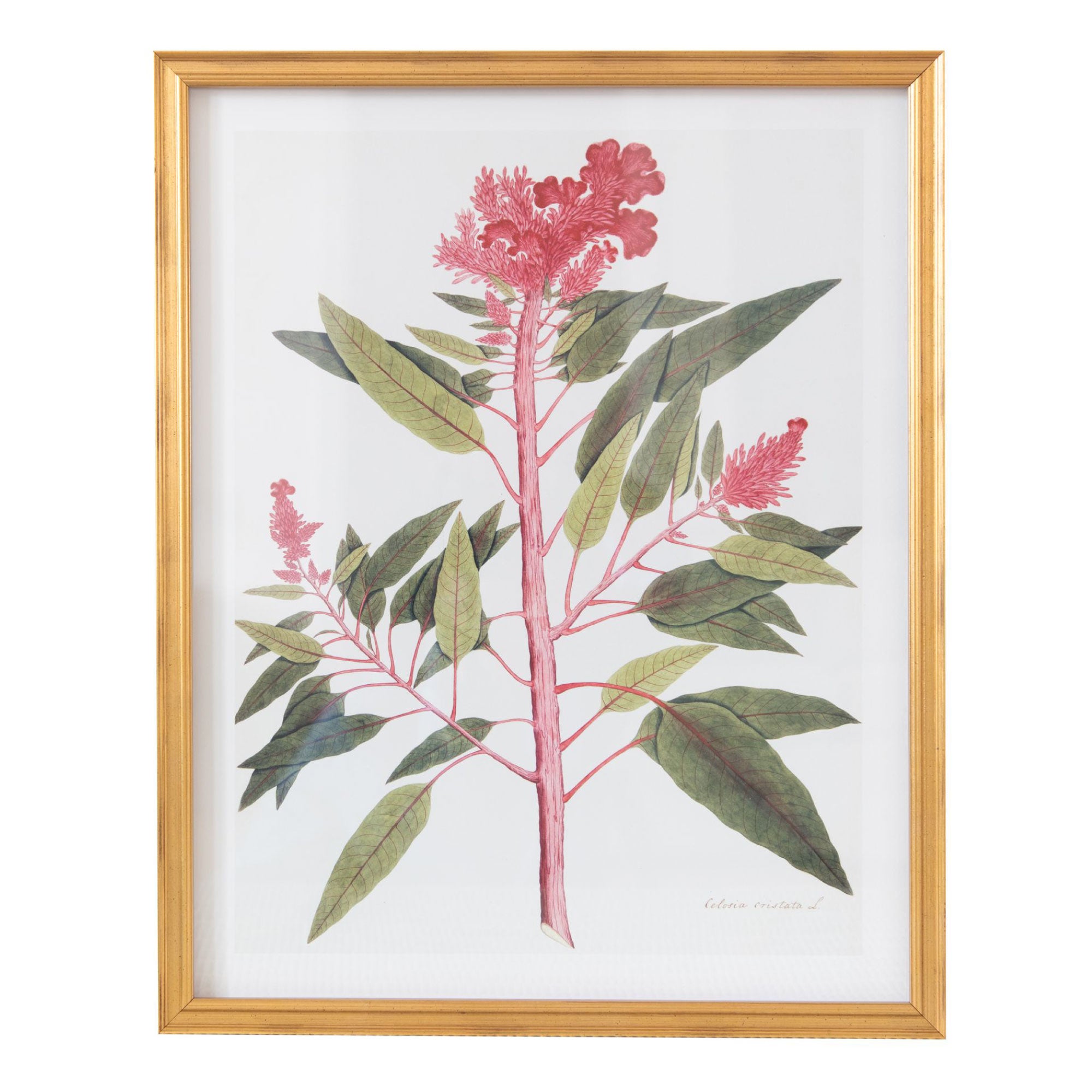 19th Century East Indian Flora I in Gold Frame – Society Social